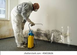 Trusted Apple Creek, OH Mold Removal Experts